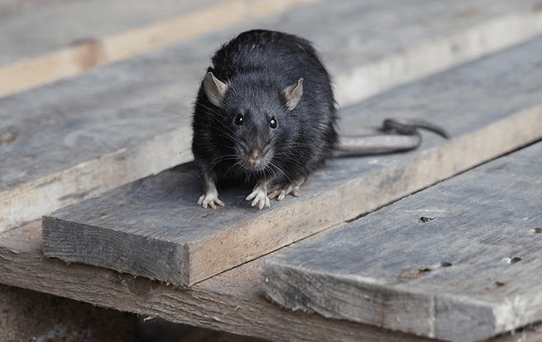 large rat sitting on a wooden deck