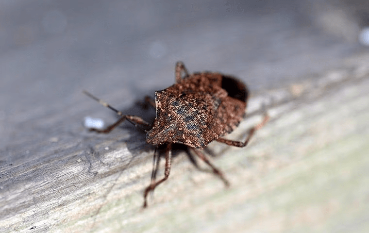 stink bug sitting on a porch