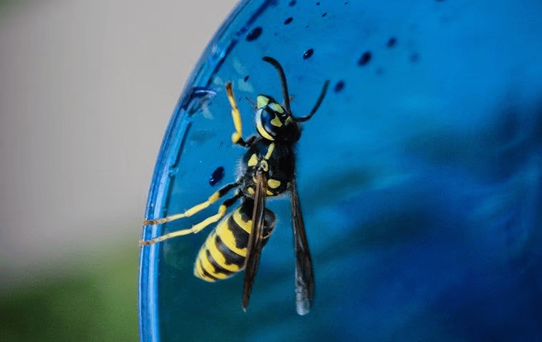 wasp sitting inside a blue plastic cup